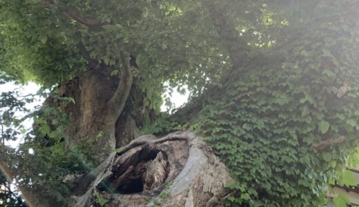 【寺内小】おさらい！寺内は文化財の宝庫