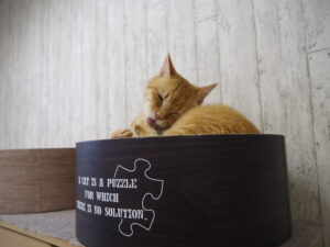 【川尻】秋田初の猫カフェ😻 Cafe de le Chat