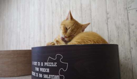 【川尻】秋田初の猫カフェ😻 Cafe de le Chat