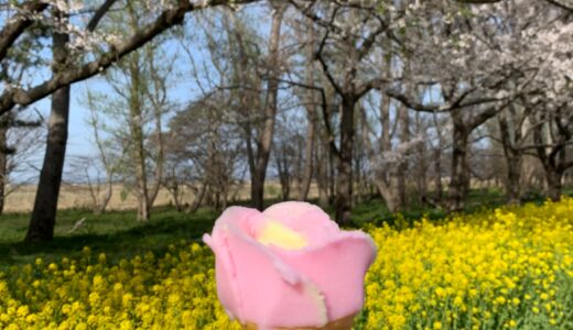 【八橋】３代目PR大使になりました！