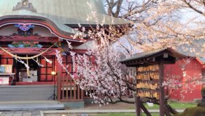 菅原神社の桜