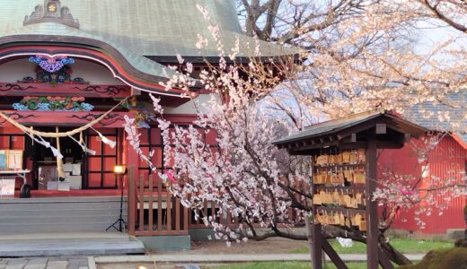 菅原神社の桜