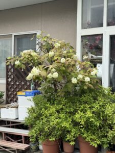 紫陽花（アジサイ）の田中ガーデン