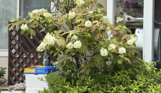紫陽花（アジサイ）の田中ガーデン