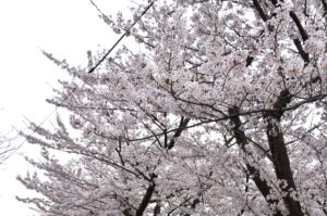 桜ヶ丘町内会の紹介
