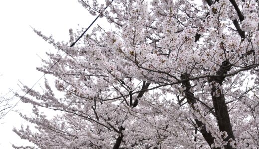 桜ヶ丘町内会の紹介